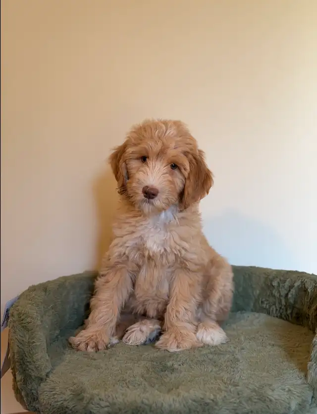 Aussiedoodle female