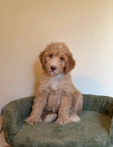Aussiedoodle female