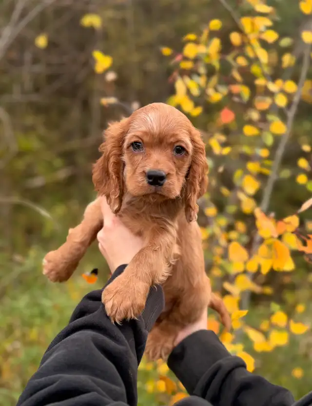 Cocker spaniel puppy