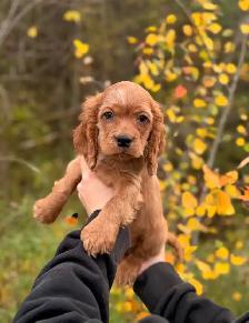Cocker spaniel puppy
