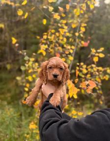 Cocker spaniel puppy - Photo 2