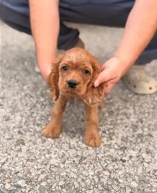 Cocker spaniel puppy - Photo 3
