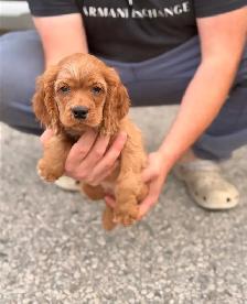 Cocker spaniel puppy - Photo 4