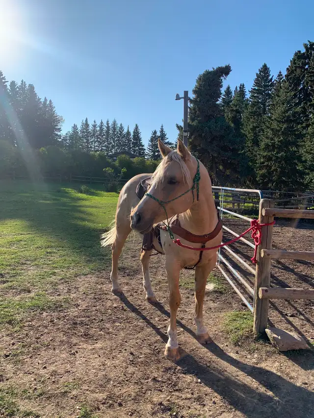 Goldie - 5yo Grade Appy Mare