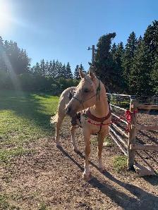 Goldie - 5yo Grade Appy Mare