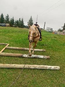 Goldie - 5yo Grade Appy Mare - Photo 2