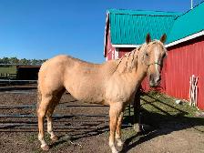 Goldie - 5yo Grade Appy Mare - Photo 3