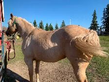 Goldie - 5yo Grade Appy Mare - Photo 4