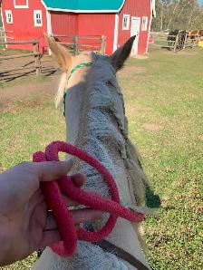 Goldie - 5yo Grade Appy Mare - Photo 5