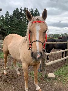 Goldie - 5yo Grade Appy Mare - Photo 6