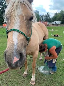 Goldie - 5yo Grade Appy Mare - Photo 7