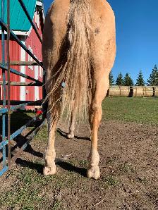 Goldie - 5yo Grade Appy Mare - Photo 8