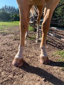 Goldie - 5yo Grade Appy Mare - Photo 9
