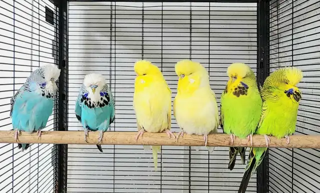GORGEOUS ENGLISH BUDGIES – PAIRS & SINGLES AVAILABLE!