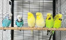 GORGEOUS ENGLISH BUDGIES – PAIRS & SINGLES AVAILABLE!