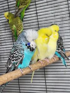 GORGEOUS ENGLISH BUDGIES – PAIRS & SINGLES AVAILABLE! - Photo 2