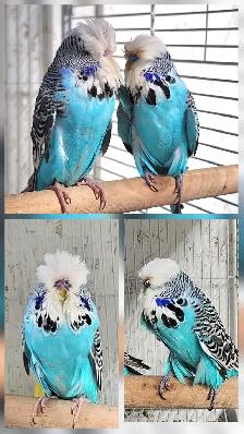 GORGEOUS ENGLISH BUDGIES – PAIRS & SINGLES AVAILABLE! - Photo 3