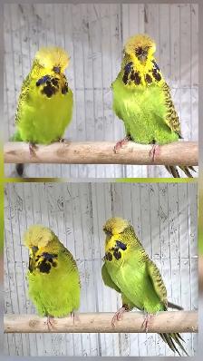 GORGEOUS ENGLISH BUDGIES – PAIRS & SINGLES AVAILABLE! - Photo 4