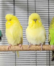 GORGEOUS ENGLISH BUDGIES – PAIRS & SINGLES AVAILABLE! - Photo 5