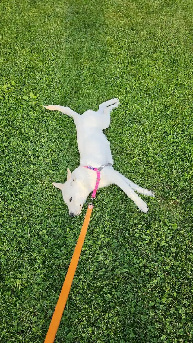 Female Husky Puppy for adoption - Sky