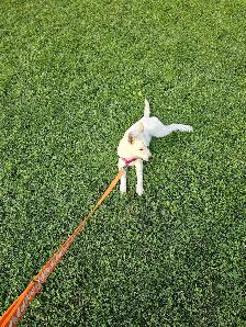 Female Husky Puppy for adoption - Sky - Photo 2