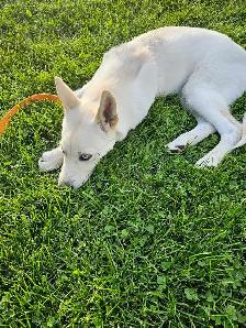 Female Husky Puppy for adoption - Sky - Photo 3