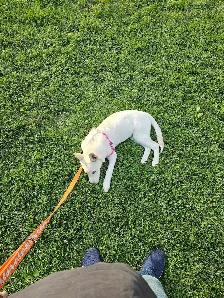 Female Husky Puppy for adoption - Sky - Photo 4