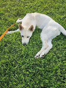 Female Husky Puppy for adoption - Sky - Photo 5