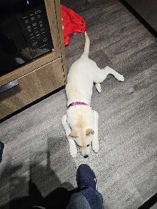 Female Husky Puppy for adoption - Sky - Photo 7