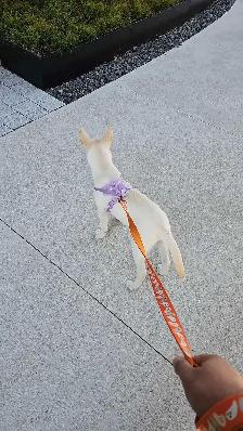 Female Husky Puppy for adoption - Sky - Photo 8