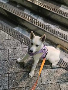 Female Husky Puppy for adoption - Sky - Photo 9