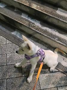 Female Husky Puppy for adoption - Sky - Photo 10