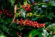 Coffee beans