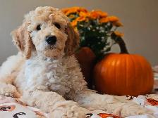 PUREBRED STANDARD POODLE PUPPIES