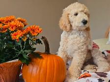 PUREBRED STANDARD POODLE PUPPIES - Photo 2