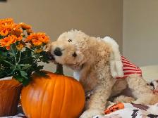 PUREBRED STANDARD POODLE PUPPIES - Photo 3
