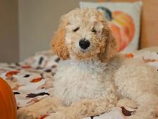PUREBRED STANDARD POODLE PUPPIES - Photo 4