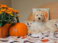 PUREBRED STANDARD POODLE PUPPIES - Photo 5