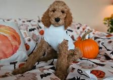 PUREBRED STANDARD POODLE PUPPIES - Photo 6