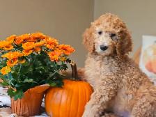 PUREBRED STANDARD POODLE PUPPIES - Photo 7