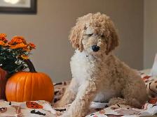 PUREBRED STANDARD POODLE PUPPIES - Photo 8