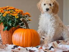 PUREBRED STANDARD POODLE PUPPIES - Photo 9