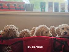PUREBRED STANDARD POODLE PUPPIES - Photo 10