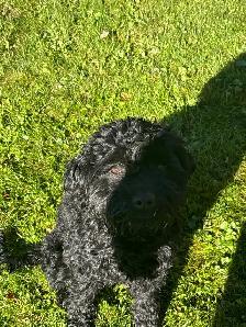 Cockapoo mâle