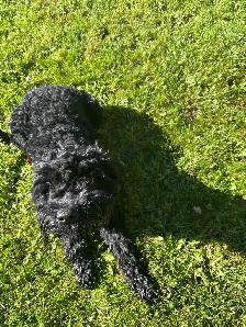 Cockapoo mâle - Photo 2