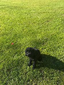 Cockapoo mâle - Photo 3