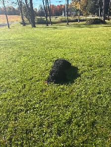 Cockapoo mâle - Photo 5