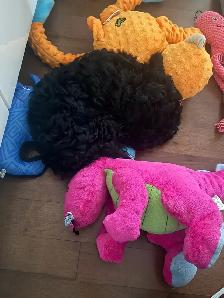Cockapoo mâle - Photo 6