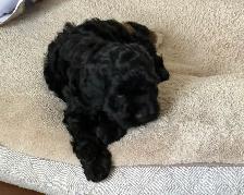 Cockapoo mâle - Photo 7