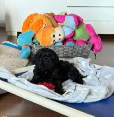 Cockapoo mâle - Photo 8